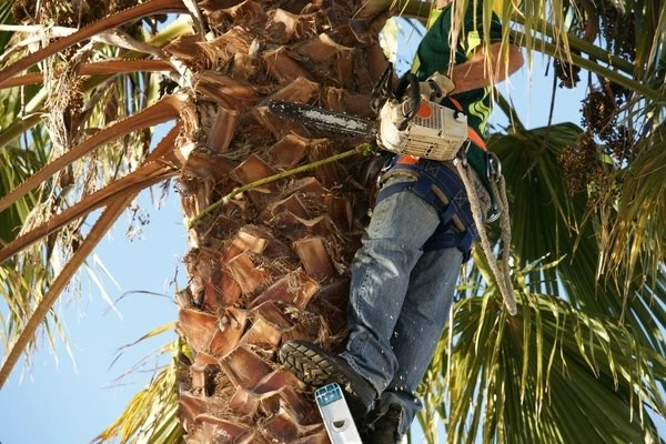 How Often Should You Trim Trees Hialeah FL
