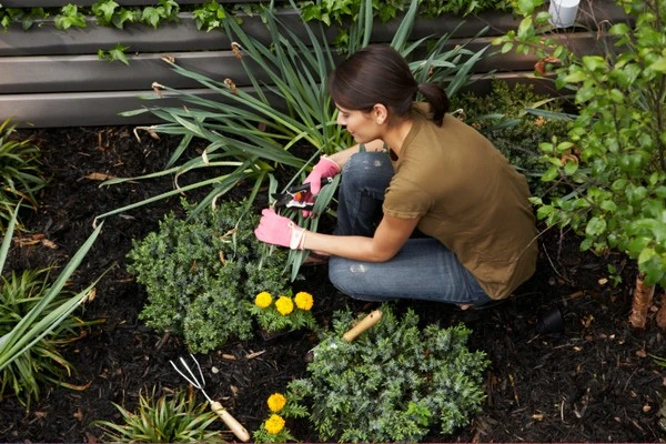 Lawn Maintenance Tips Hialeah FL