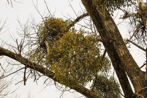 Tree Trimming Tips Hialeah FL